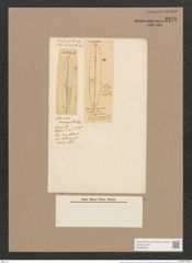 Frustulia ? incomperta (Lew.) D.T. (de-Toni-Nr.: Genus 19, Species 1163) Zeichnungen Sammlung Grunow Nr. 2270 (NHMW-BOT-W0369383)